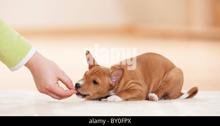 Chien - chiot Basenji se traiter Banque D'Images