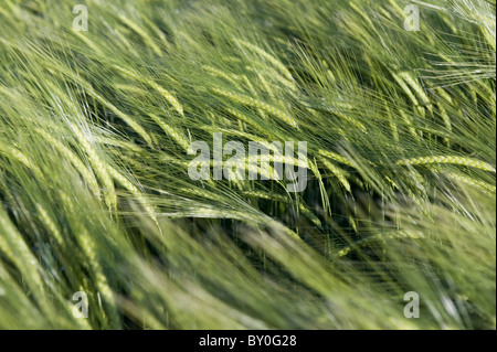Un gros plan de l'orge vert non mûri pousse dans le champ de ferme (têtes de grain barbu, souffle dans le vent) - Yorkshire, Angleterre, Royaume-Uni. Banque D'Images
