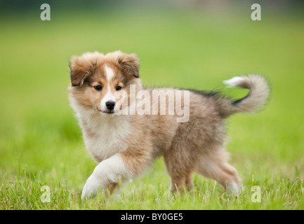 Chiot chien Sheltie - Walking on meadow Banque D'Images