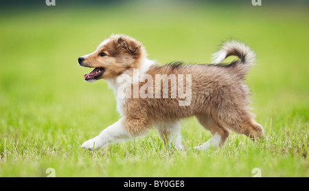 Chiot chien Sheltie - Walking on meadow Banque D'Images