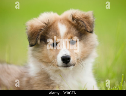 Chien Sheltie - chiot - portrait Banque D'Images