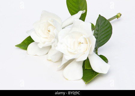 Close-up de Gardenia jasminoides gardenia (fleurs) sur fond blanc Banque D'Images