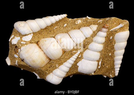 Escargot de mer fossile (oiseaux) - Turritella terebra - Miocène - Bordeaux - France Banque D'Images