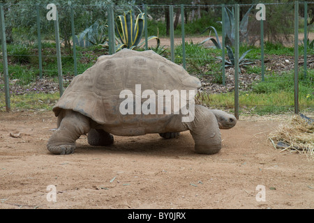 Bon anniversaire à Western Plains Zoo, dubbo Banque D'Images