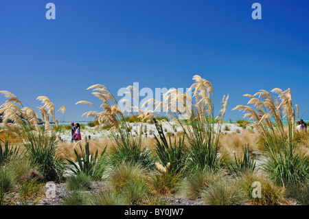 Dunes de sable et de la promenade de la baie de Caroline du Sud, Timaru, Canterbury, Canterbury, Région de l'île du Sud, Nouvelle-Zélande Banque D'Images