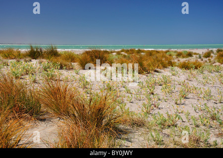 Dunes de sable de Caroline Bay, Timaru, Mid-Canterbury Sud, Canterbury, île du Sud, Nouvelle-Zélande Banque D'Images