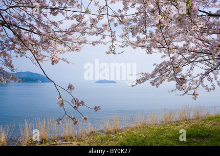 Les fleurs de cerisier à Kaizu-osaki et le lac Biwa, Takashima, préfecture de Shiga, Japon Banque D'Images