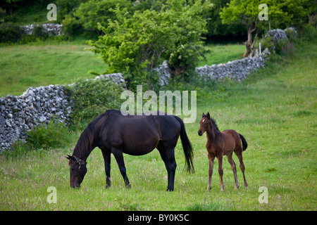 Mare irlandais cheval et poulain, comté de Galway, Irlande Banque D'Images