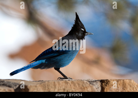 La stellaire Jay Cyanocitta stelleri Bryce Canyon National Park Utah USA Banque D'Images