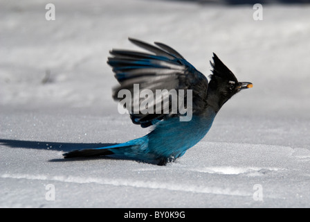 La stellaire Jay Cyanocitta stelleri Bryce Canyon National Park Utah USA Banque D'Images