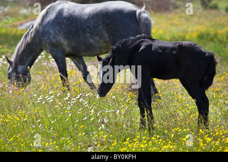 Poney Connemara jument grise et son poulain dans un pré, renoncule Connemara, comté de Galway, Irlande Banque D'Images