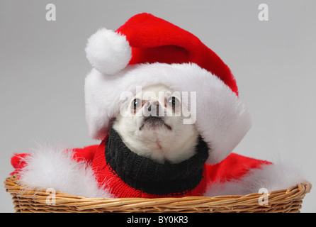 Chihuahua blanc funny dog wearing santa hat Banque D'Images