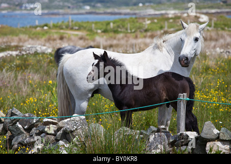 Poney Connemara jument grise et son poulain dans un pré, renoncule Connemara, comté de Galway, Irlande Banque D'Images