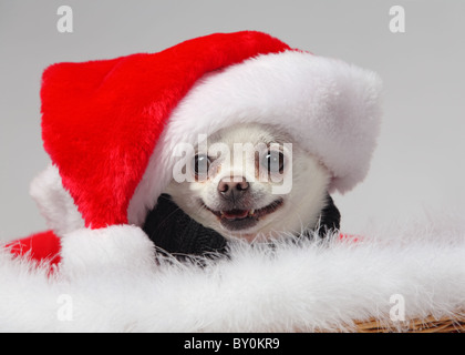 Chihuahua dog wearing santa hat sur fond blanc close-up Banque D'Images