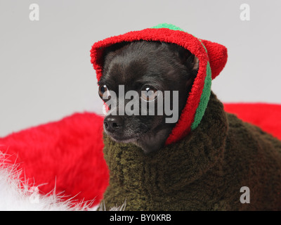Funny black chihuahua portant un chandail en tricot et cap Banque D'Images