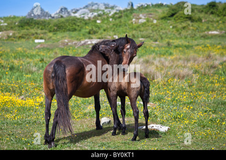 Jument et poulain chevaux pur-sang dans le toilettage mutuel buttercup pré, Connemara, comté de Galway, Irlande Banque D'Images