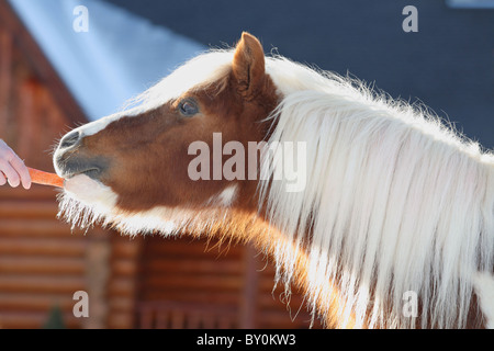 Beau cheval miniature de manger une carotte Banque D'Images