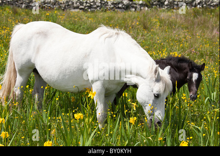 Poney Connemara jument grise et son poulain dans un pré, renoncule Connemara, comté de Galway, Irlande Banque D'Images