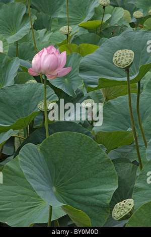 Lotus sacré (Nelumbo nucifera), fleur et seedheads. Aussi connu sous le nom de lotus indien, le haricot de l'Inde et la rose de l'Inde Banque D'Images