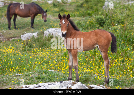 Jument poney Connemara et poulain à buttercup pré, Connemara, comté de Galway, Irlande Banque D'Images