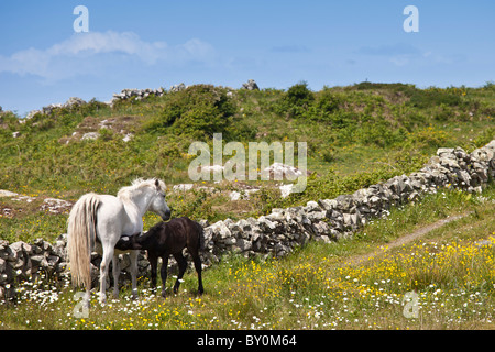 Jument poney Connemara avec poulain suckling dans buttercup pré, Connemara, comté de Galway, Irlande Banque D'Images