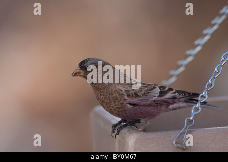 Rosy Finch couronné gris Banque D'Images