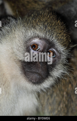 Un singe à face noire, Cercopithecus aethiops Banque D'Images