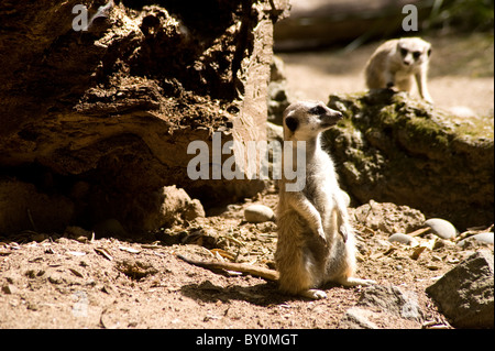 Deux meerkat's, un rampant tandis que d'autres assis sur lookout ou guard Banque D'Images