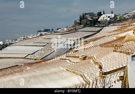 Vignobles en terrasses dans le site du patrimoine mondial de l'Lavaux près de Rivaz sur une froide journée d'hiver, cantone de Vaud, Suisse Banque D'Images