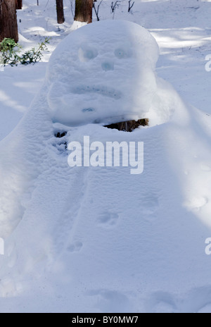 Je suis tombé sur ce gars alors que la raquette dans le parc national de Sequoia. Il ne recherche pas trop agréable, mais laissez-moi passer. Banque D'Images