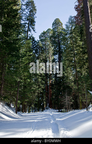 La neige était très profonde dans le Sequoia National Park. Nous avons laissé des impressions profondes dans la neige avec nos raquettes. Banque D'Images