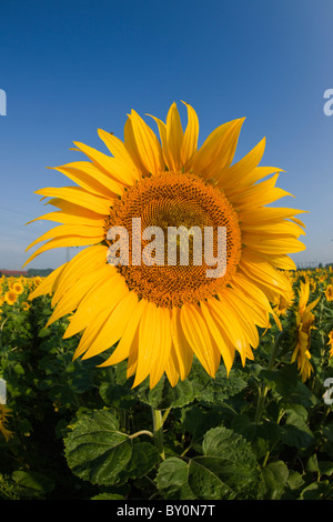 Le tournesol, Helianthus annuus, Munich, Bavière, Allemagne Banque D'Images