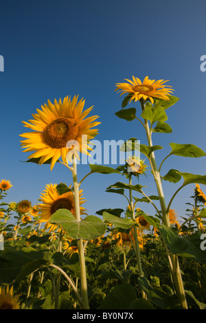 Le tournesol, Helianthus annuus, Munich, Bavière, Allemagne Banque D'Images