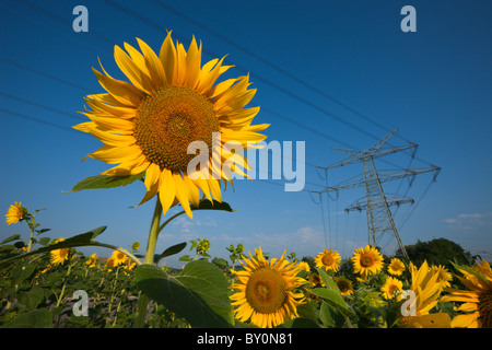 Les lignes d'alimentation plus de champ de tournesol, Helianthus annuus, Munich, Bavière, Allemagne Banque D'Images