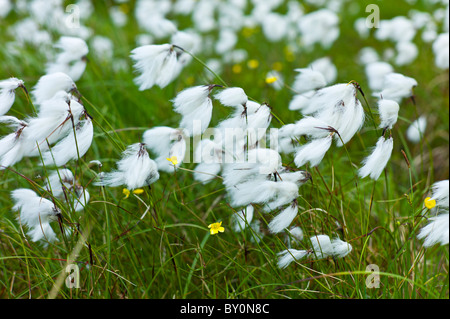 Bog coton, de coton-herbe, Eriophorum dans le vent à Cleggan, Connemara, comté de Galway Banque D'Images