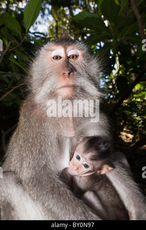 Longtailed avec bébé Macaque, Macaca fascicularis, Bali, Indonésie Banque D'Images