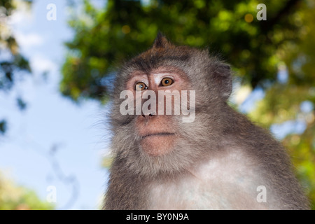 Longtailed le macaque, Macaca fascicularis, Bali, Indonésie Banque D'Images