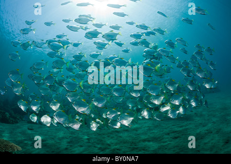 La scolarisation Monos, Monodactylus argenteus, Amed, Bali, Indonésie Banque D'Images