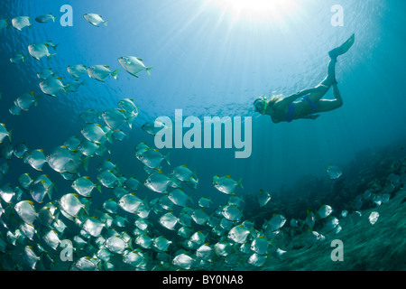 La scolarisation monos et Free diver, Monodactylus argenteus, Amed, Bali, Indonésie Banque D'Images