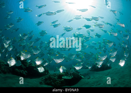 La scolarisation Monos, Monodactylus argenteus, Amed, Bali, Indonésie Banque D'Images