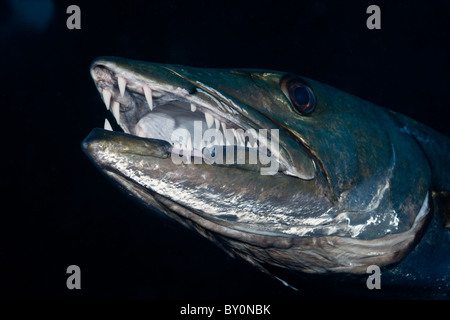 Grand Barracuda, Tulamben, Bali, Indonésie Banque D'Images