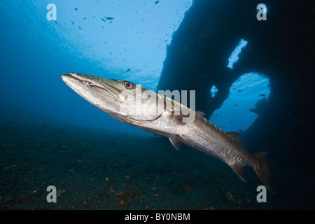 Grand Barracuda en liberté Wreck, Tulamben, Bali, Indonésie Banque D'Images