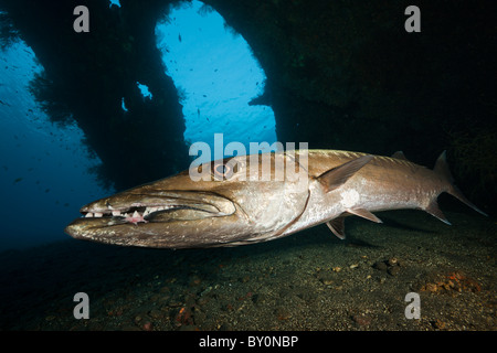 Grand Barracuda en liberté Wreck, Tulamben, Bali, Indonésie Banque D'Images