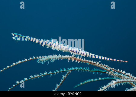 Crevettes de corail, Tozeuma armatum, Alam Batu, Bali, Indonésie Banque D'Images