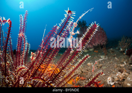 Deux Ghostpipefish Arlequin dans crinoïde, Solenostomus paradoxus, Alam Batu, Bali, Indonésie Banque D'Images