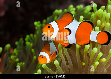 Amphiprion percula Clown, poisson clown, Alam Batu, Bali, Indonésie Banque D'Images