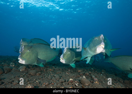 Groupe de poissons perroquets, Bumphead Bolbometopon muricatum, Tulamben, Bali, Indonésie Banque D'Images