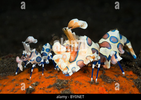 Paire de crevettes arlequins, Hymenocera elegans, Alam Batu, Bali, Indonésie Banque D'Images