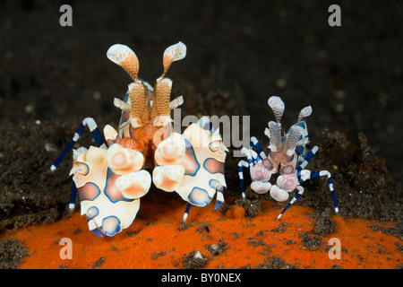 Paire de crevettes arlequins, Hymenocera elegans, Alam Batu, Bali, Indonésie Banque D'Images