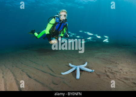 Plongée sous marine et bleu, étoile de mer linckia laevigata, Alam Batu, Bali, Indonésie Banque D'Images